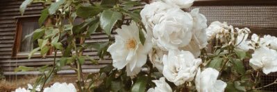 IAshAli's profile banner image