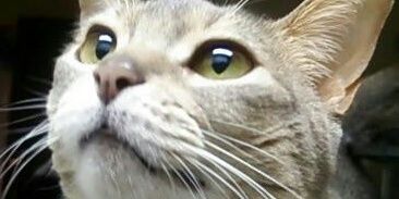 タマちゃん banner