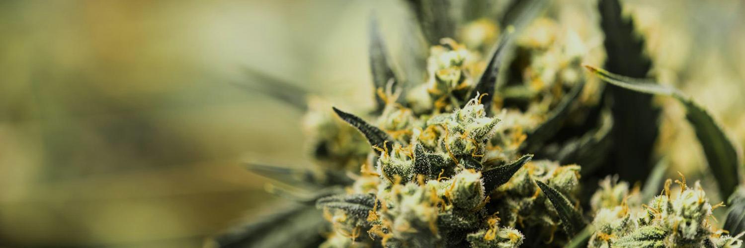 QConcentrates's profile banner image
