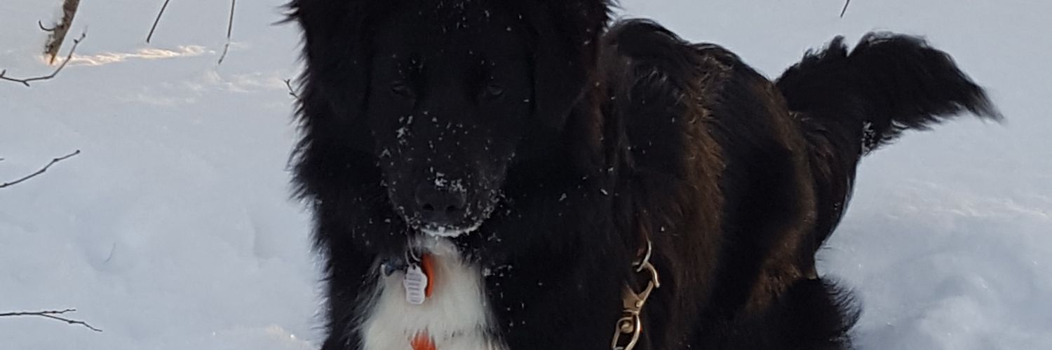 littlemagicfox's profile banner image