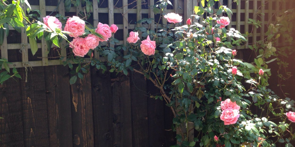 Alice Farnham banner