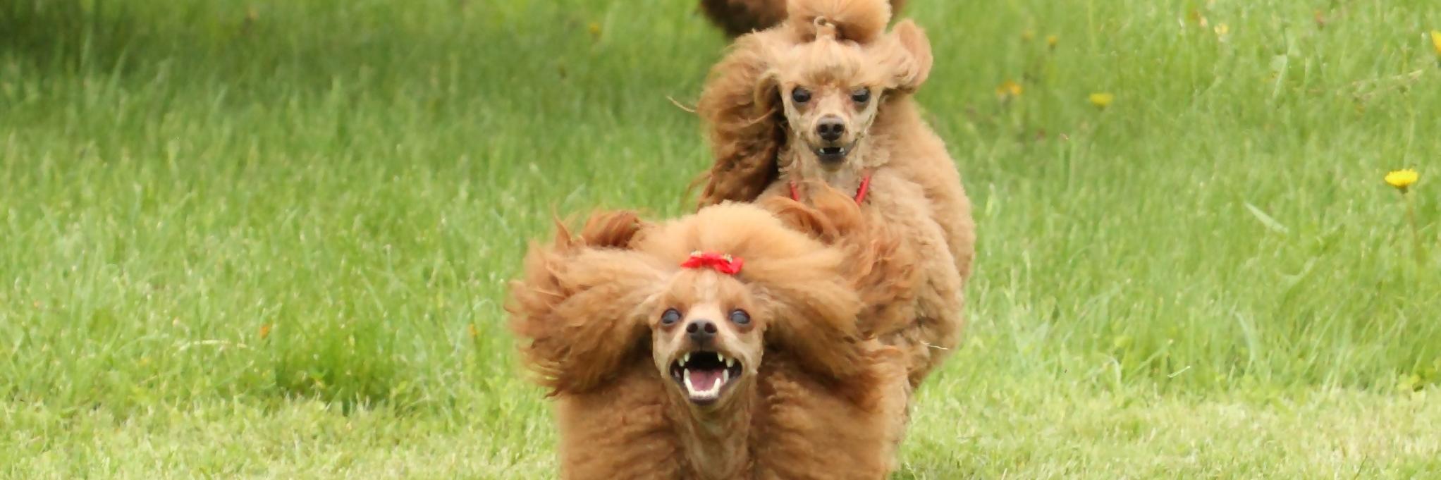 AndyThePuppy's profile banner image