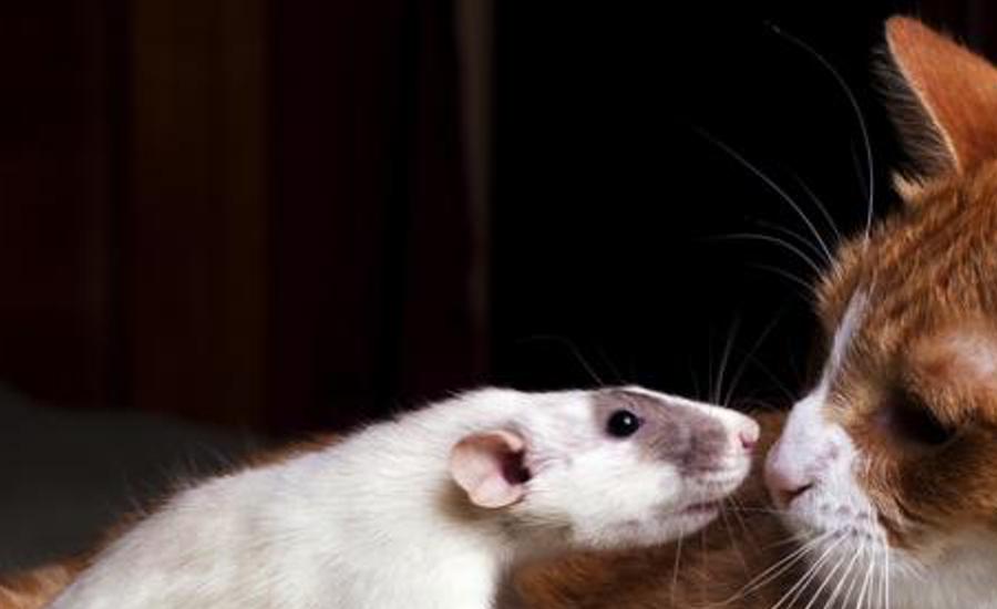nispicanthmi's profile banner image