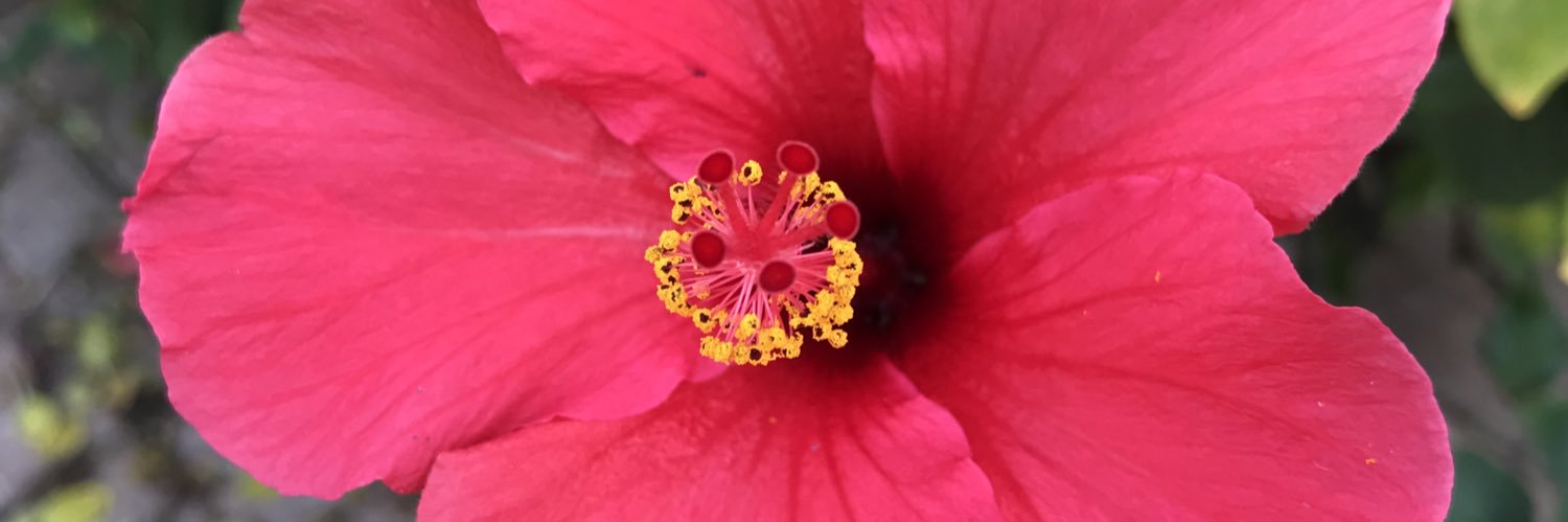 FrancoBaschieri's profile banner image