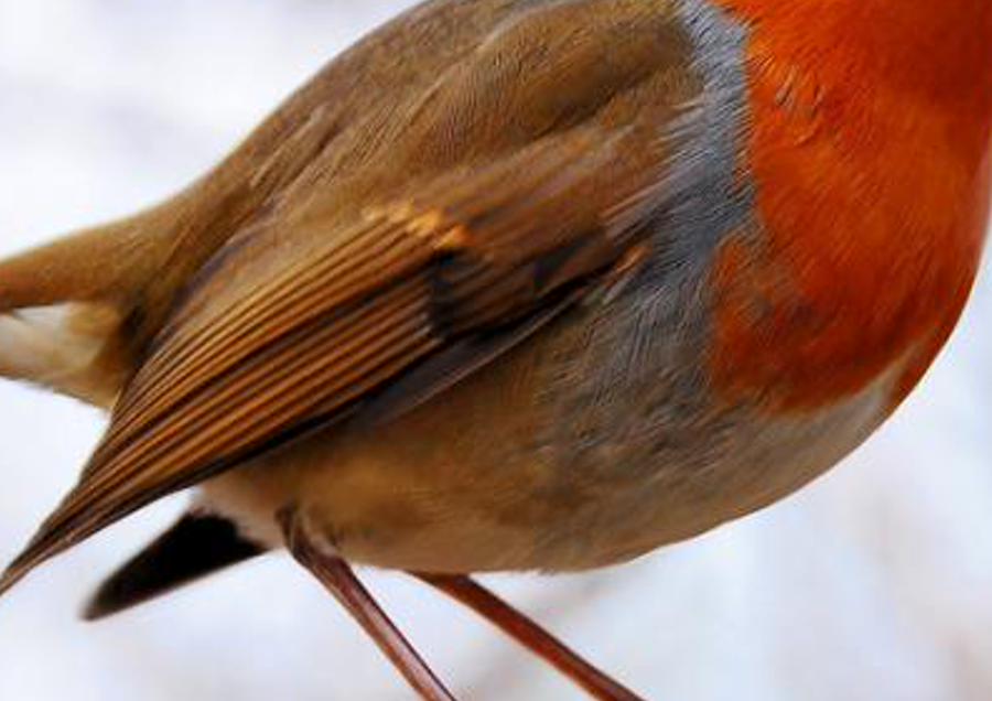 gexalubraphirac's profile banner image