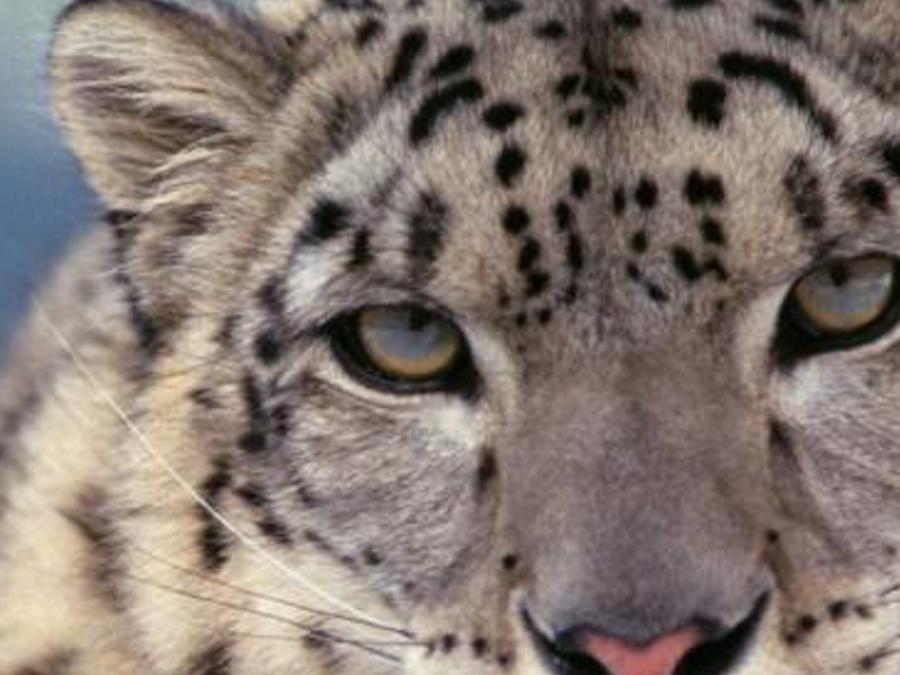 peradifurph's profile banner image
