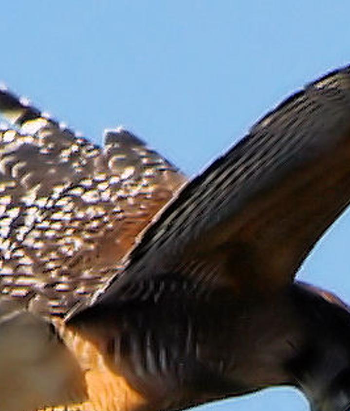 nafrevif's profile banner image