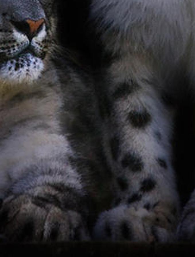 geserilu's profile banner image