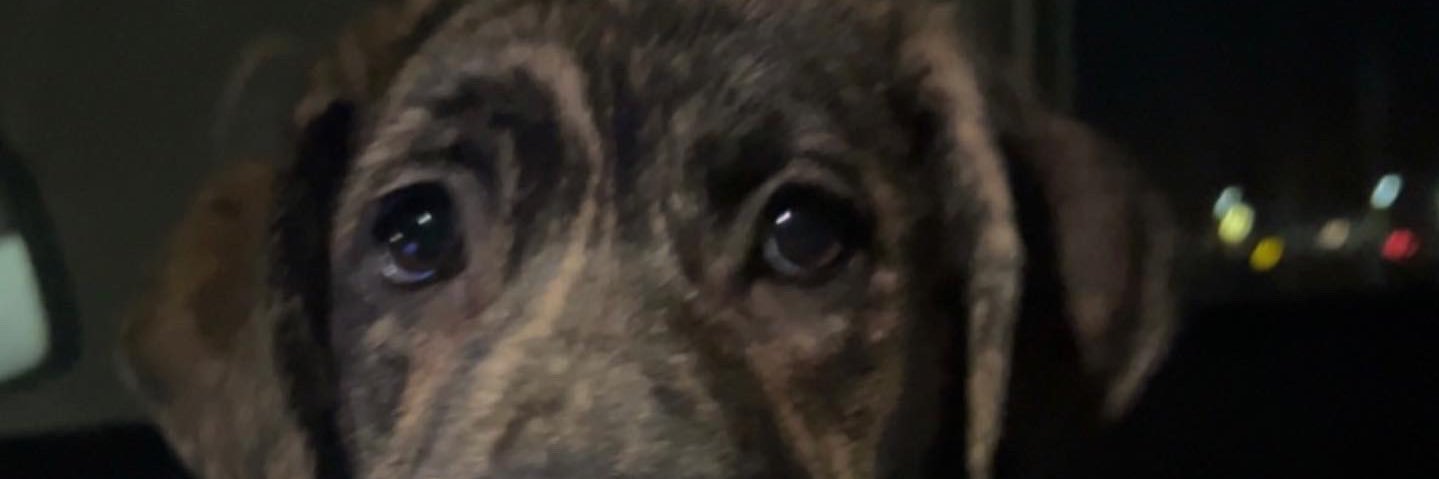 zackrippe's profile banner image