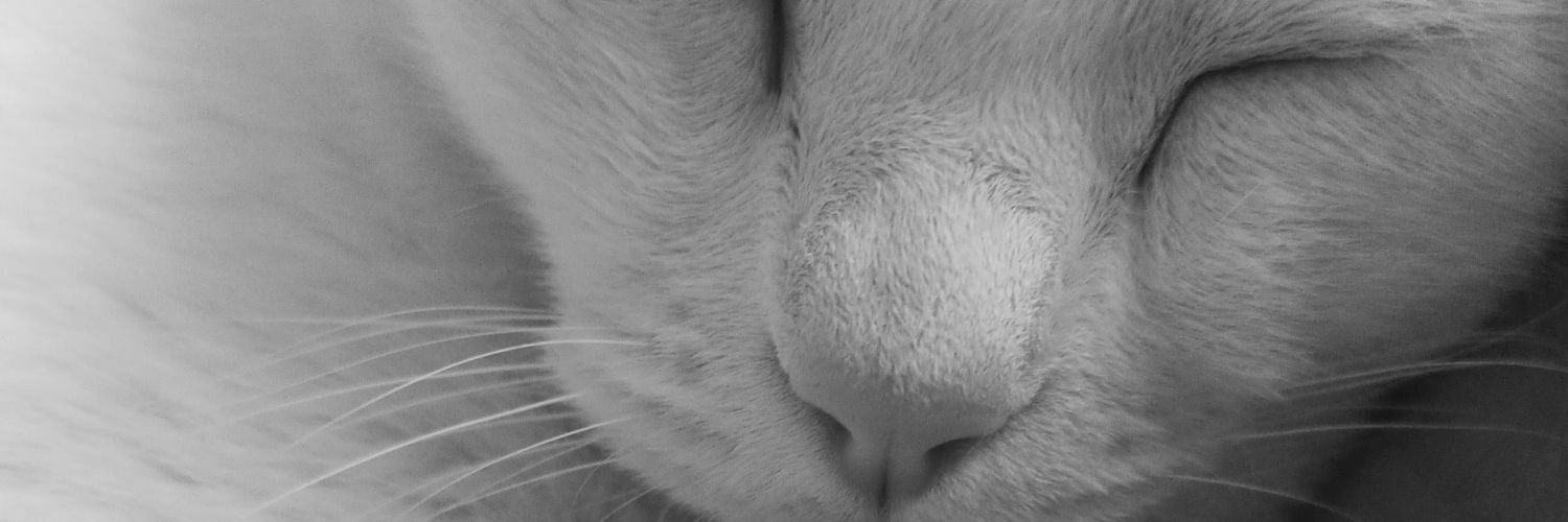 Maribeeeeeel's profile banner image