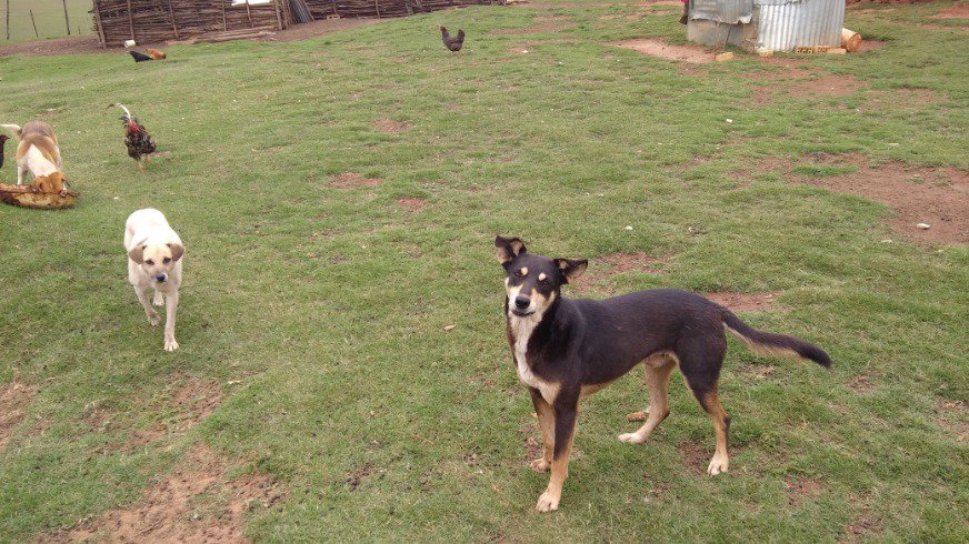 Sithandiwe Velaphi banner