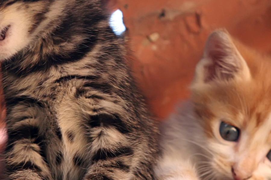 estikeligb's profile banner image