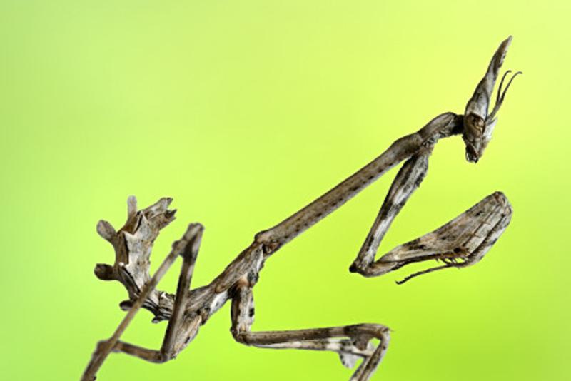 lntonchy's profile banner image