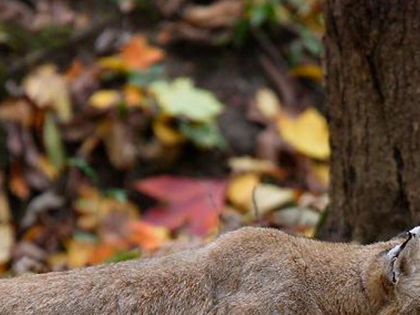 olesmacou's profile banner image