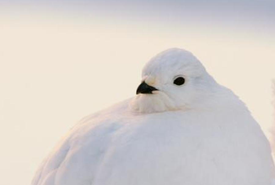 abinuca's profile banner image