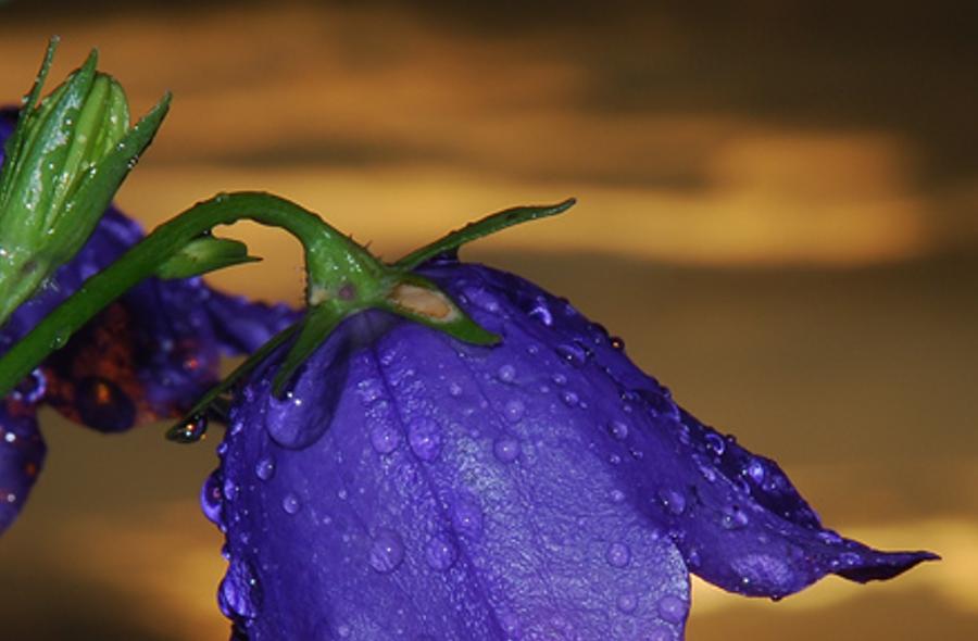 rormalyk's profile banner image