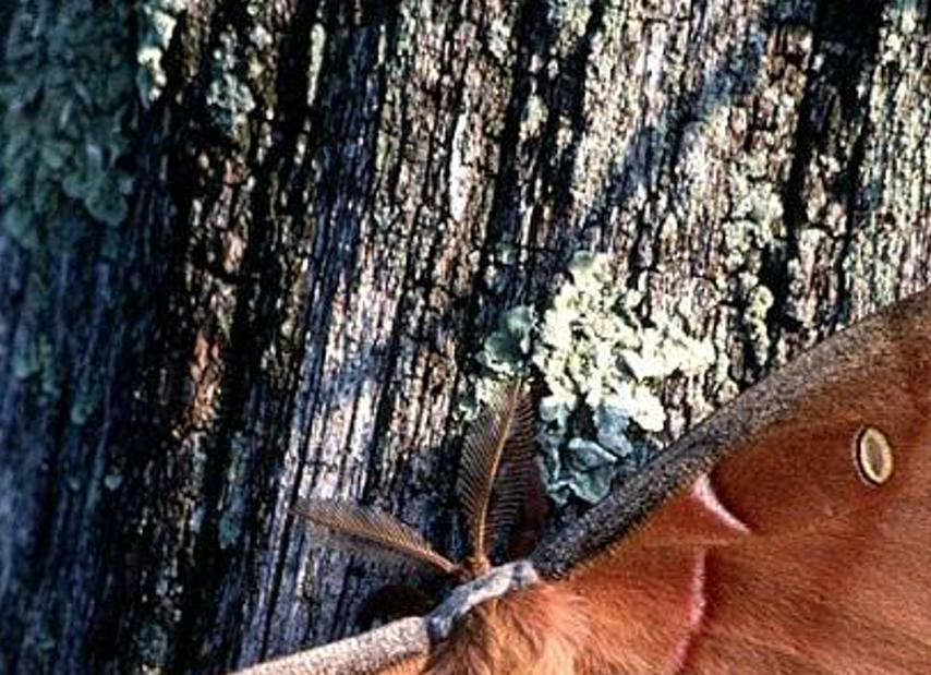aubuinar's profile banner image