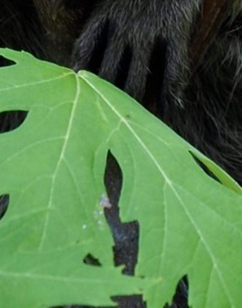gerosigilingin's profile banner image