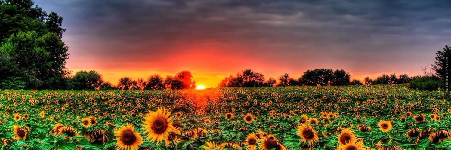 _DelliciaPosts's profile banner image