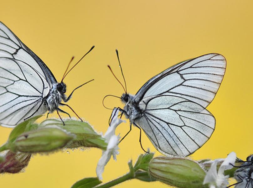 mysymoule's profile banner image