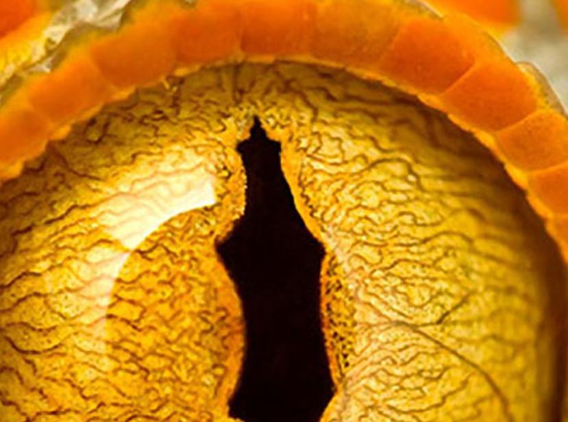 vembuslismpha's profile banner image
