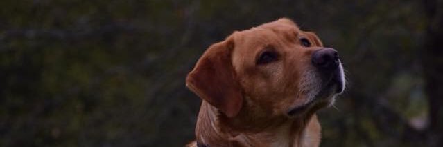 Dobegap1's profile banner image