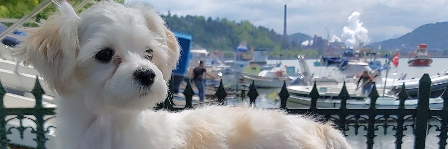 ihsahin's profile banner image