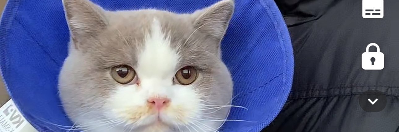 LizzieFox1's profile banner image