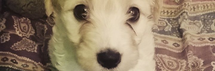 RodriiSalgado's profile banner image