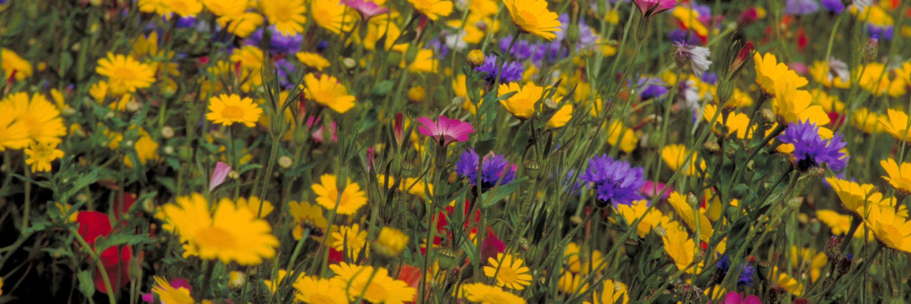 thecornfieldni's profile banner image