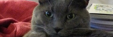 Blurry Cat Face banner