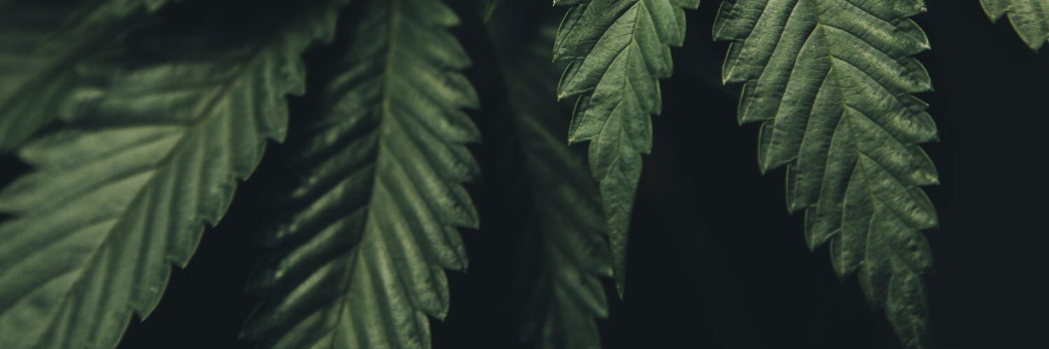 CalyxTrichomes's profile banner image