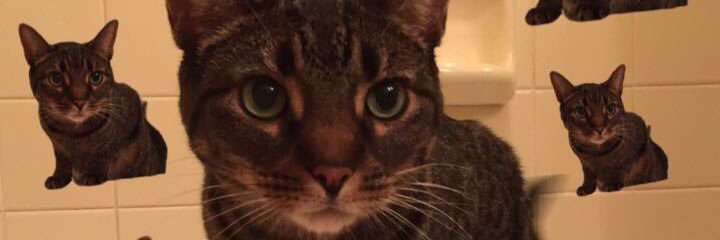 Kaylee_Howson's profile banner image