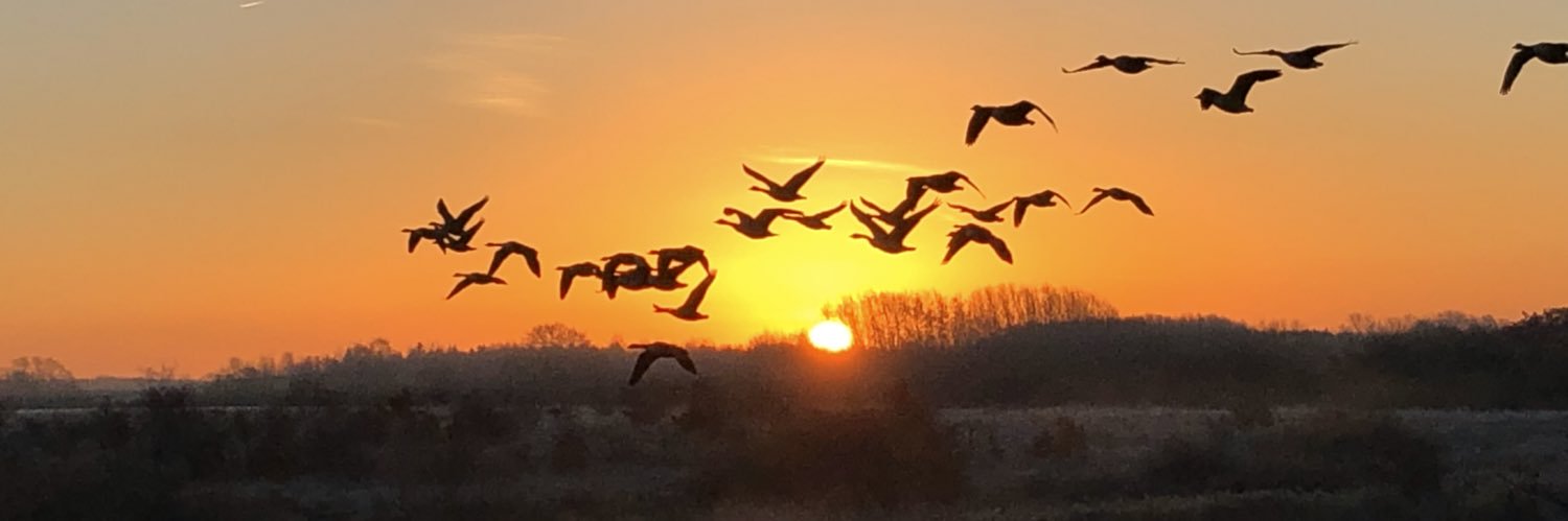 StaffyMick's profile banner image