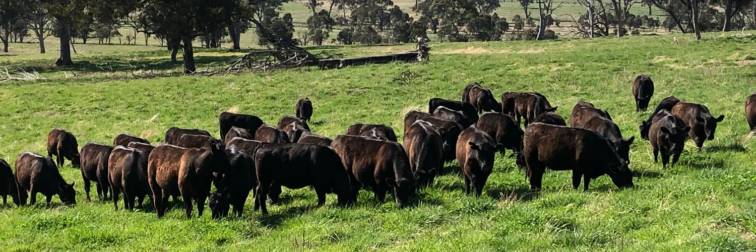 Martin Oppenheimer banner