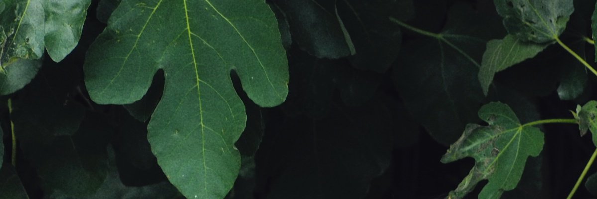 Emily Buchanan banner