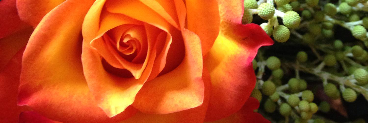 mickey_la's profile banner image