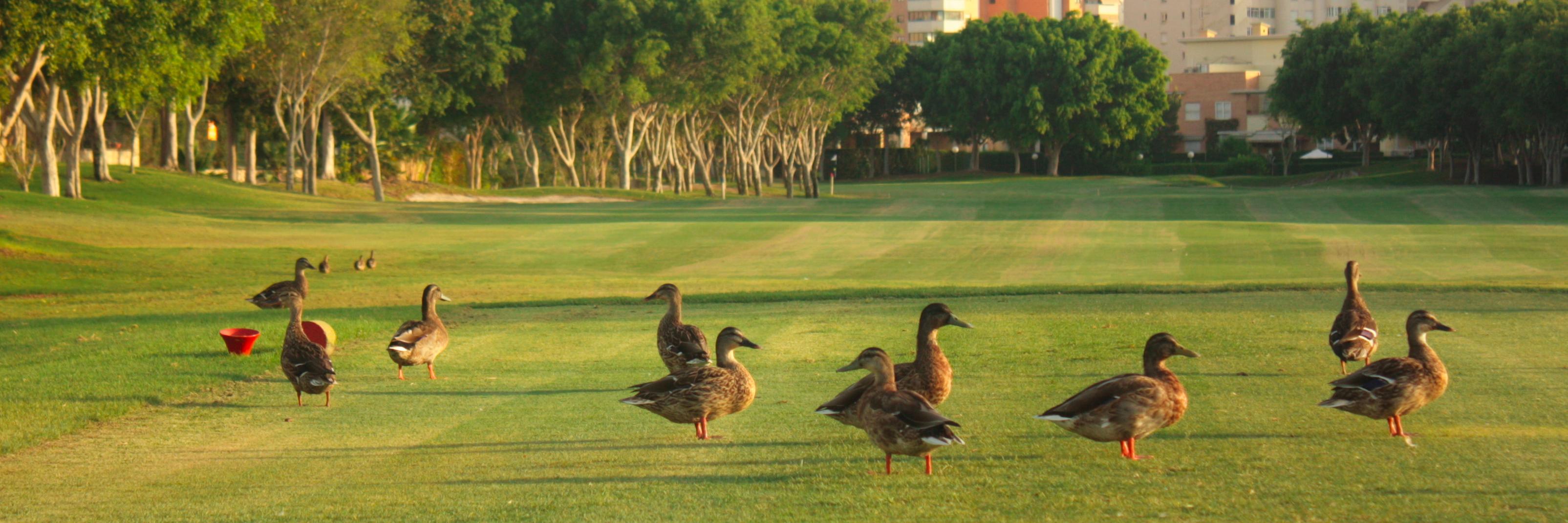 Alicante Golf banner