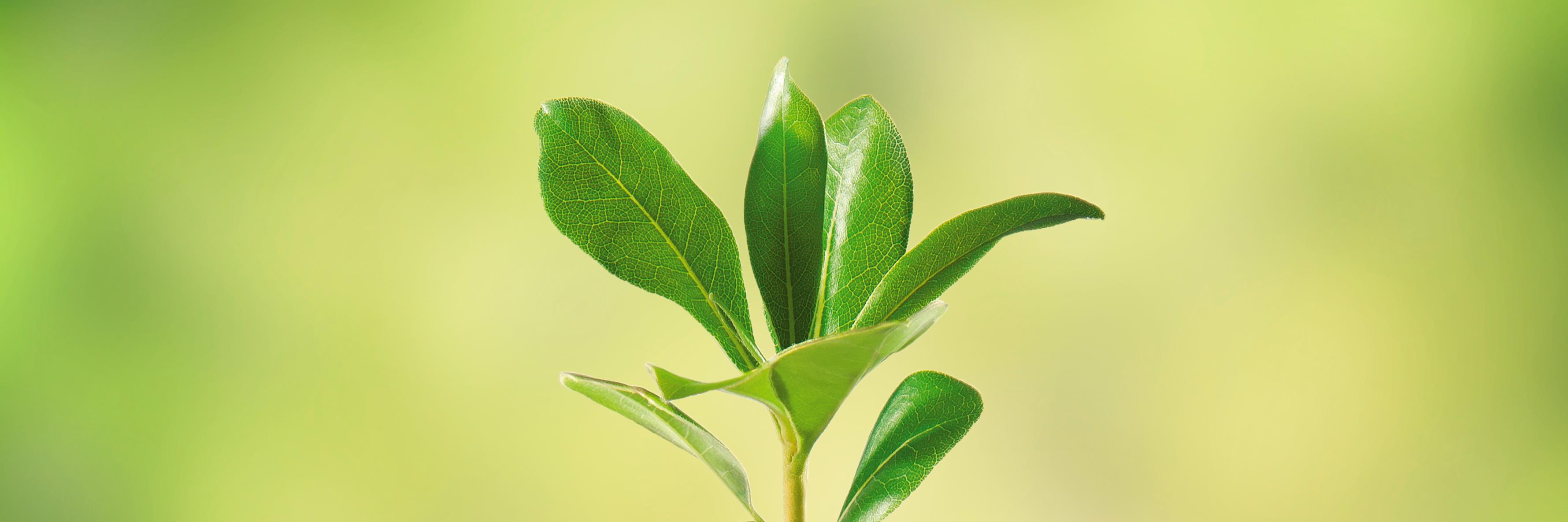 PlantResearch50's profile banner image