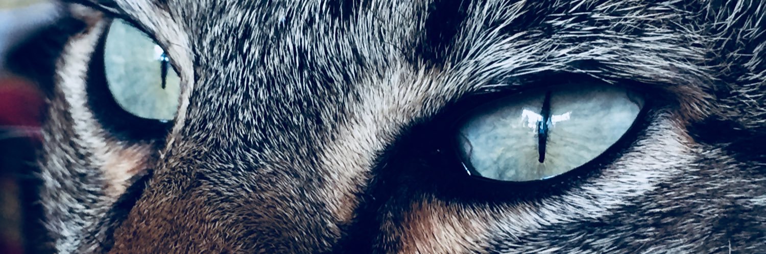 CaPopovsky's profile banner image