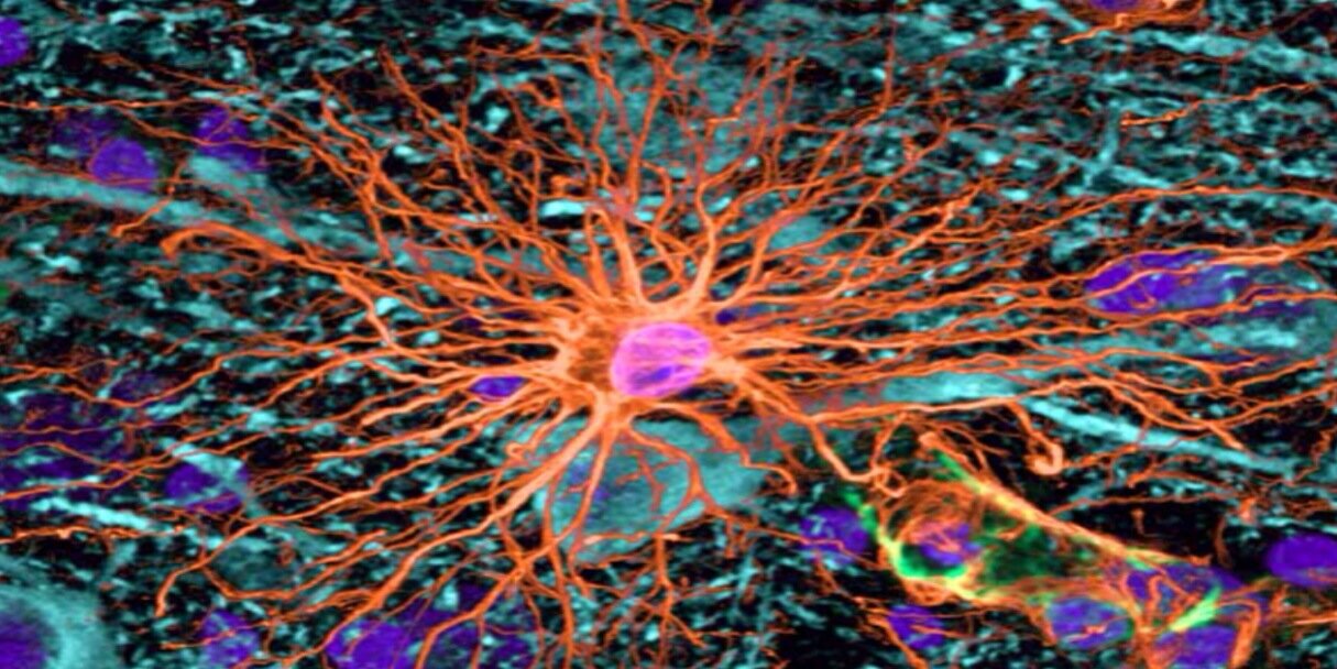 Dr. Nathan A. Smith banner