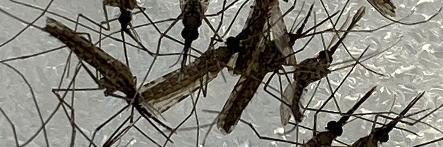 OctavioTalyuli's profile banner image