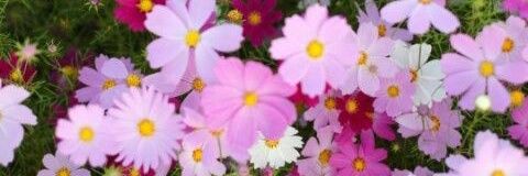 edilu zuñiga banner