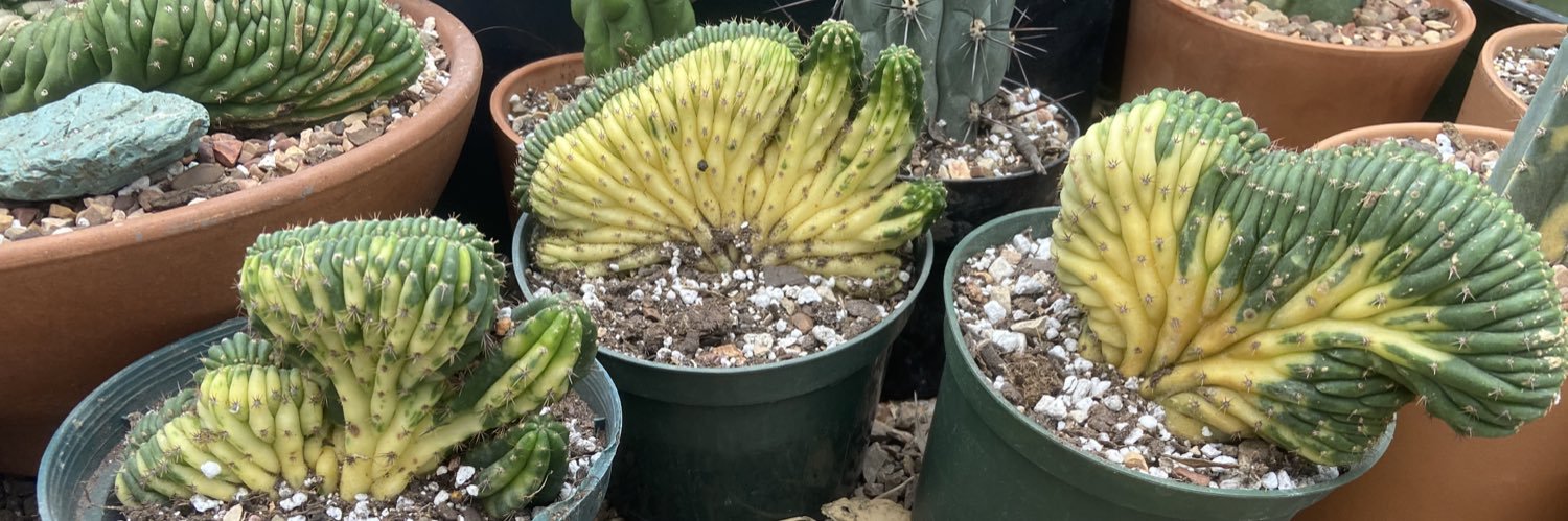 Something2GrowOn banner