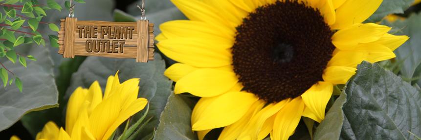 ThePlantOutlets's profile banner image