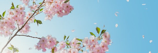 gingiringingin's profile banner image