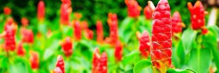 Cheilocostus's profile banner image
