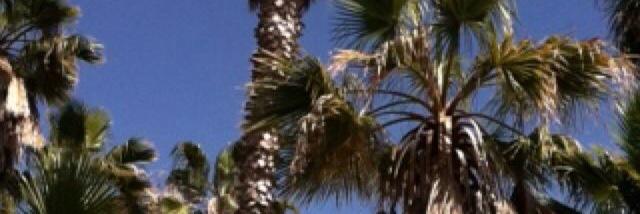 Mindy Adams banner