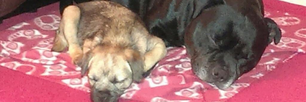 ms_snape's profile banner image