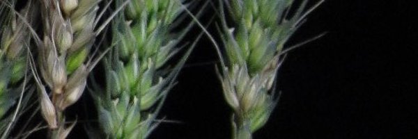 stemrust Profile Banner